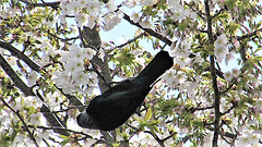 Tui In the blossom