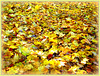 309/365 - Herbstlaub / autumn Leaves