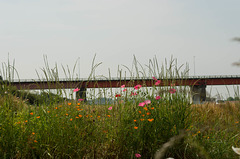 Bridge over flowers