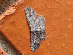 Twig loooper moth