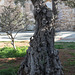 20141130 5743VRAw [CY] Barnabas-Kloster, Famagusta, Nordzypern