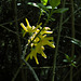 Forsythie (Forsythia intermedia)