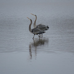 Two great blue herons