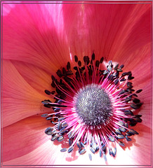 The heart of an 'Anemone'. UdoSm