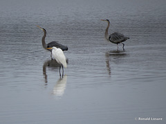 Two great blue herons & a great egret