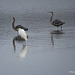 Two great blue herons & a great egret
