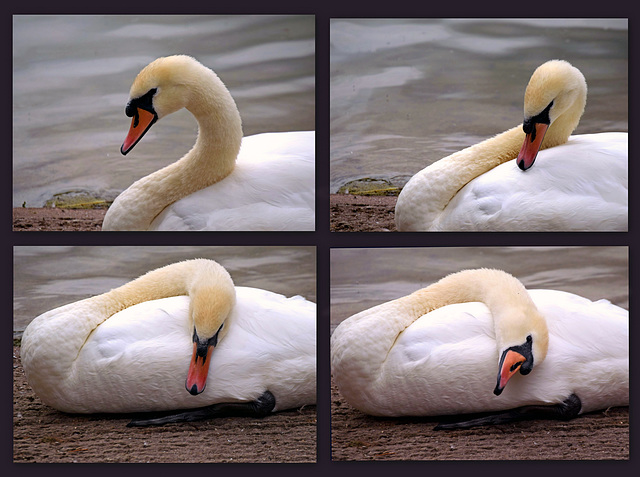 Swan on Shearwater Lake