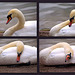 Swan on Shearwater Lake