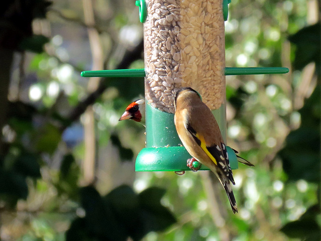 Beautiful Goldfinch