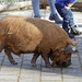 Schwein im Streichelzoo (Wilhelma)
