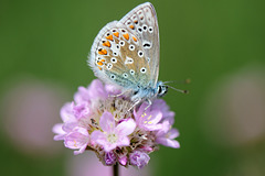 Common blue on wild flower