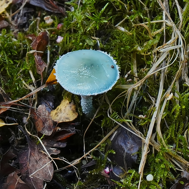 Grünblauer Träuschling - Stropharia caerulea - blue roundhead
