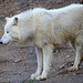 Loup de l'Arctique = Canis lupus (Canidé)