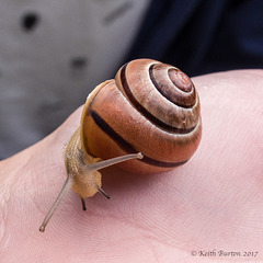 Brown-Lipped Banded Snail