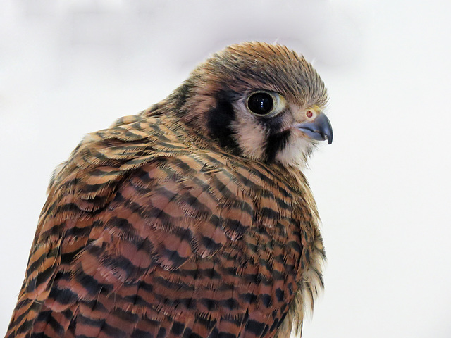 Two-month-old American Kestrel