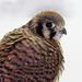 Two-month-old American Kestrel