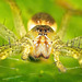 Die Gerandete Jagdspinne (Dolomedes fimbriatus) auf einen Blatt entdeckt :))  The fringe hunting spider (Dolomedes fimbriatus) spotted on a leaf :))  L'araignée chasseuse à franges (Dolomedes fimbriatus) repérée sur une feuille :))