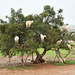 Arganier ou arbre aux chèvres