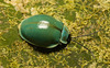 IMG 7069 Beetle