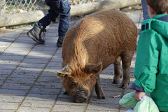 Schwein im Streichelzoo (Wilhelma)