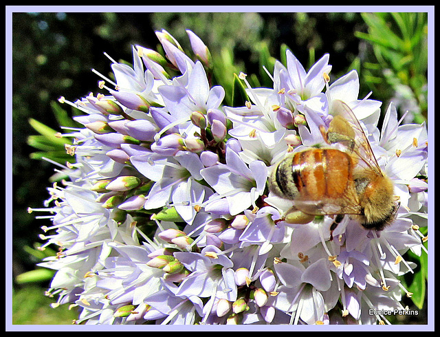 Bee On Flower.