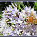 Bee On Flower.