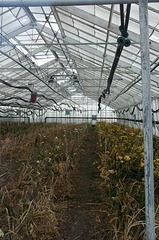 Fresia greenhouse - off season