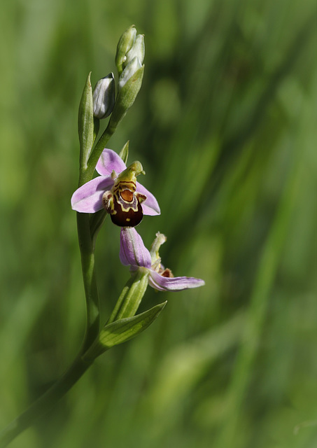 Ophrys très "happy"