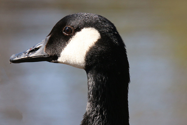 Portrait of a Canada Goose