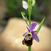 Ophrys 2