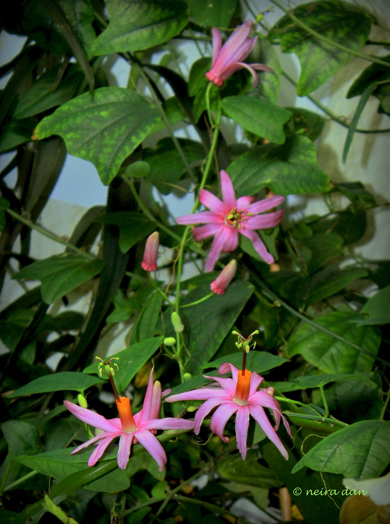 Passiflora tulae  (1)