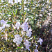 Winter-Bohnenkraut (Satureja montana subsp. variegata )