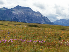 Wildflowers galore at the Bison Paddock