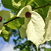 Blühender Taschentuchbaum - Blooming handkerchief tree - Davidia involucrata