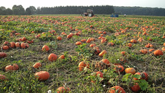 Pumpkin harvest on the way