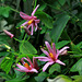 Passiflora tulae  (4)