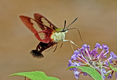 Clearwing moth.  8141322.