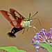 Clearwing moth.  8141322.