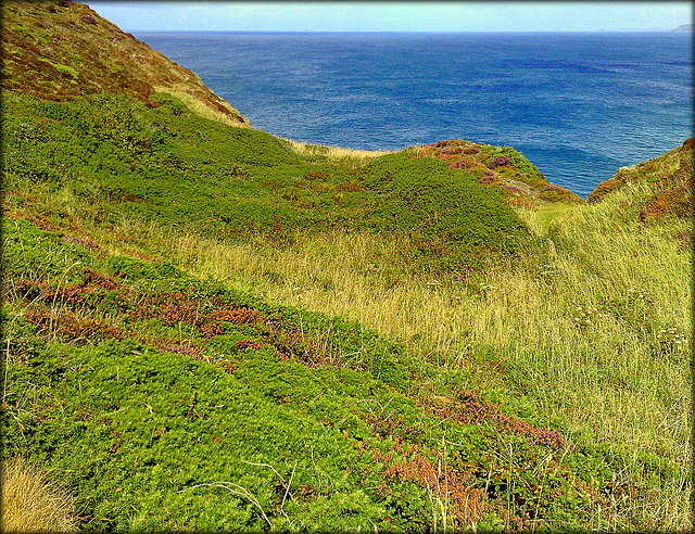 Just grass (bracken and gorse and a little bit of heather too) ... and the sea.