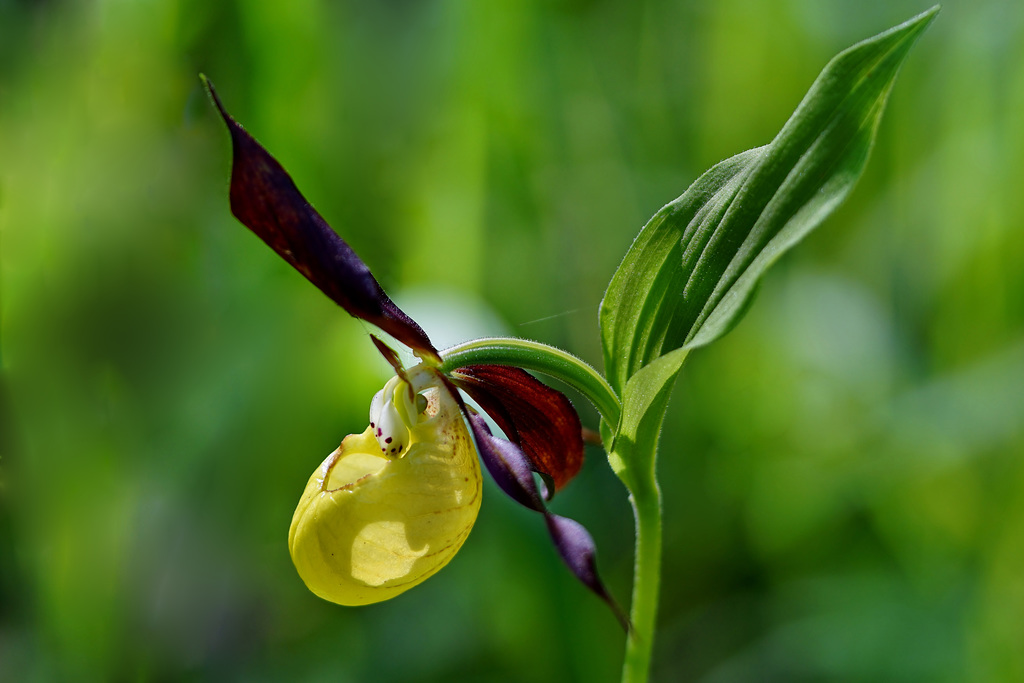 Die Königin der Orchideen - The queen of orchids -mit PiP