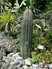 Villa Carlotta Gardens- Cactus