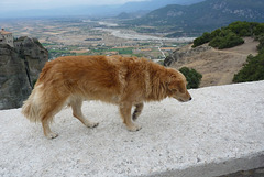 Perrito cariñoso  en Meteora-Grecia