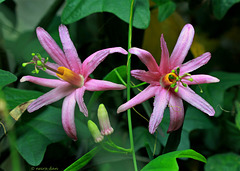 Passiflora tulae en duo