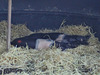 sleeping parallel piglets