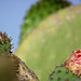 Cactus in bud 1