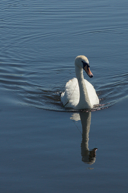 Male Mute Swan