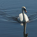 Male Mute Swan