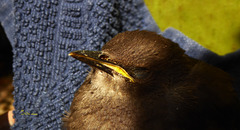 der gelbe Schnabel der jungen Amsel (2 x PiP)