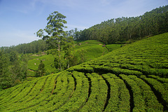 Tea plantation near Munnar/ India