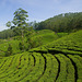 Tea plantation near Munnar/ India